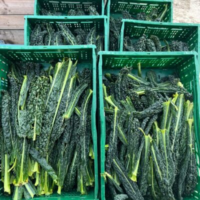 Palmkool (cavolo nero) kist 2 kg